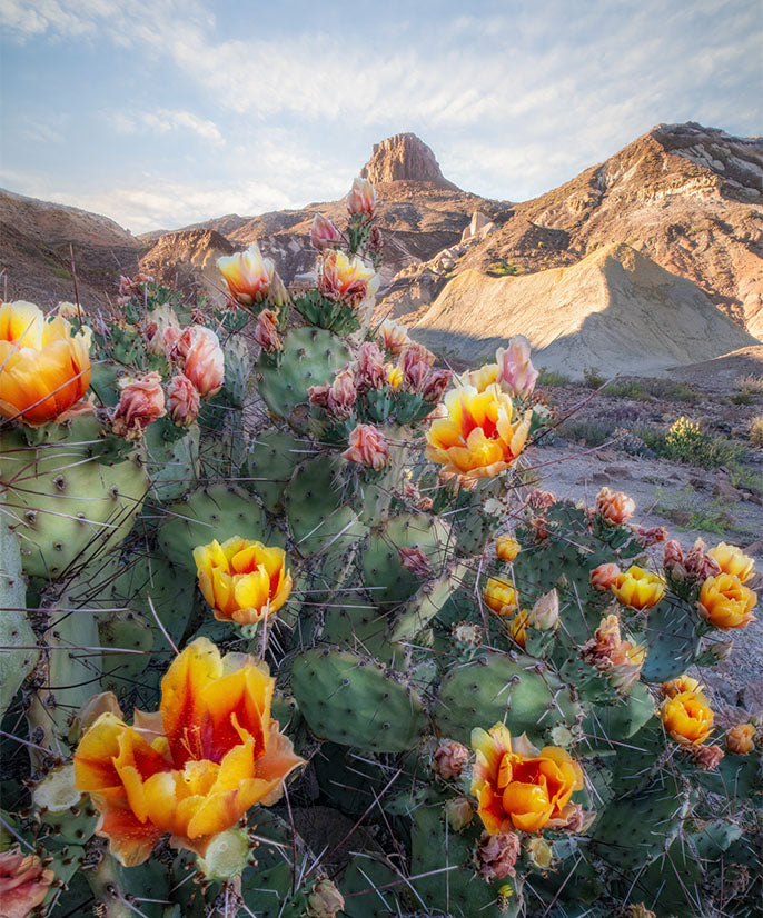 Big Bend Magic: Sunsets & Stars Workshop