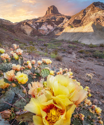 Big Bend Magic: Sunsets & Stars Workshop