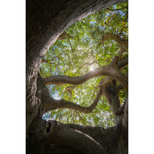 Canopy at Ilopango