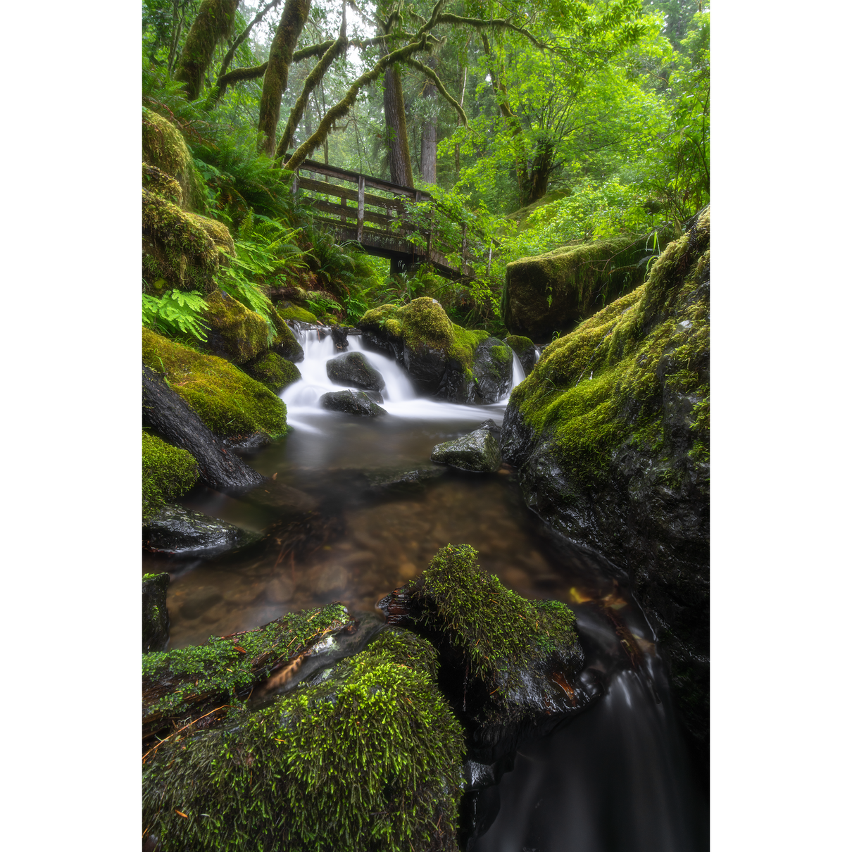 Coastal Forest