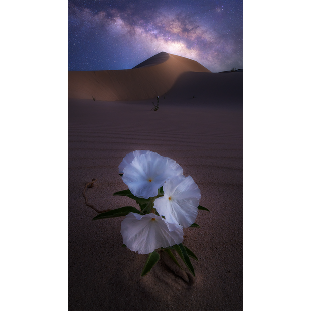 Desert Bloom Under the Milky Way