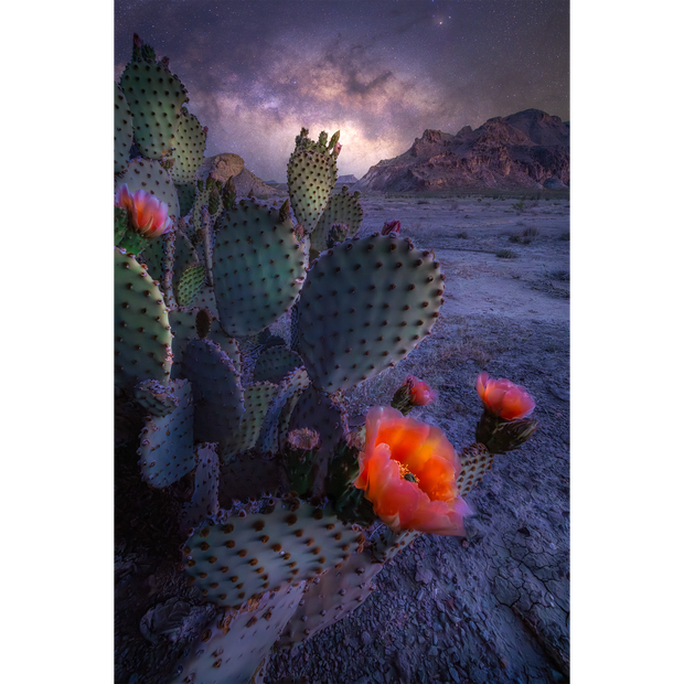 Desert Bloom at Night