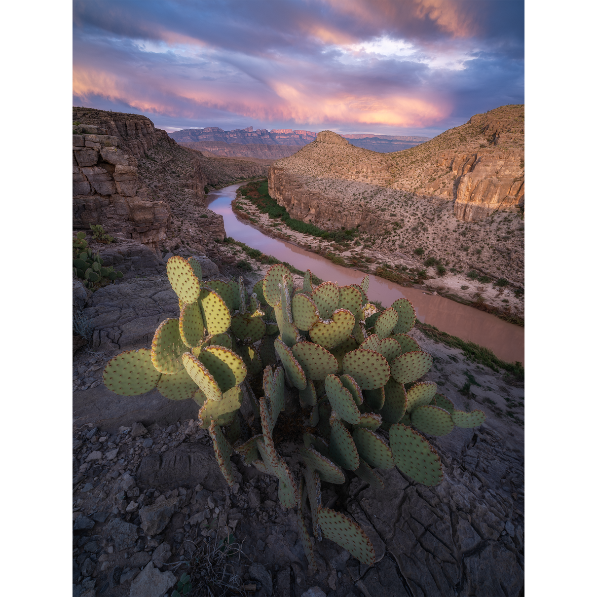 Desert in Motion