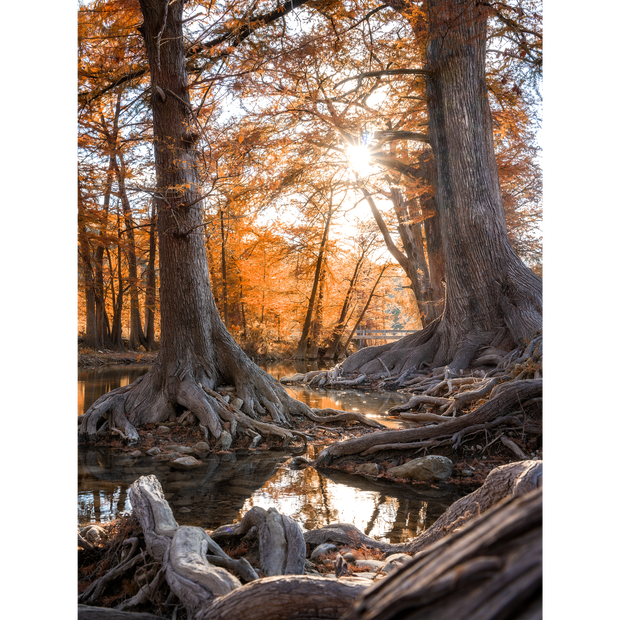 Fall Light on the Guadalupe River