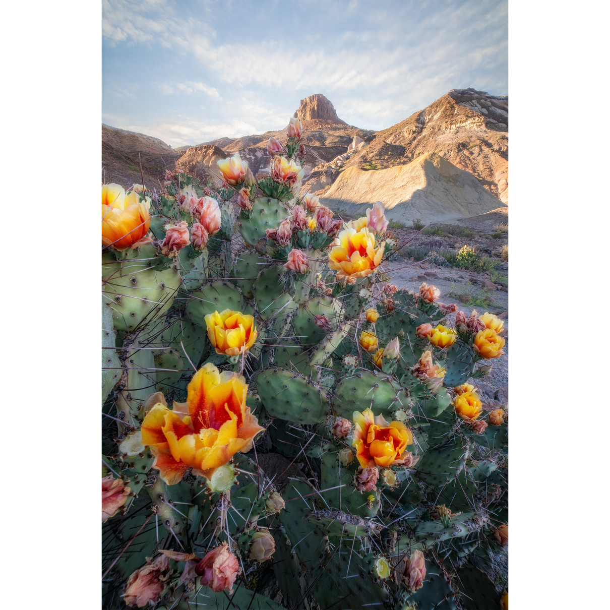 Lajitas in Bloom