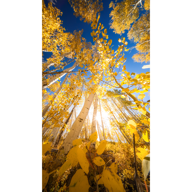 Looking Up, Telluride