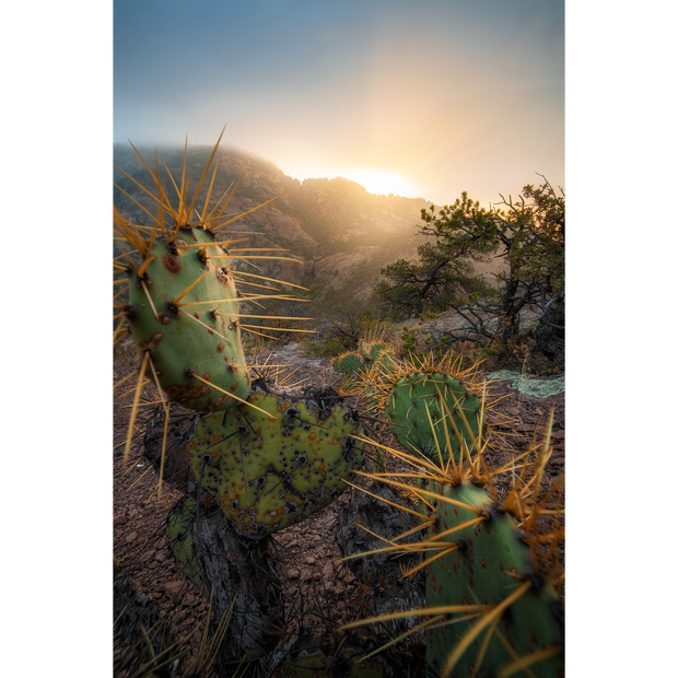 Morning on Lost Mine Trail