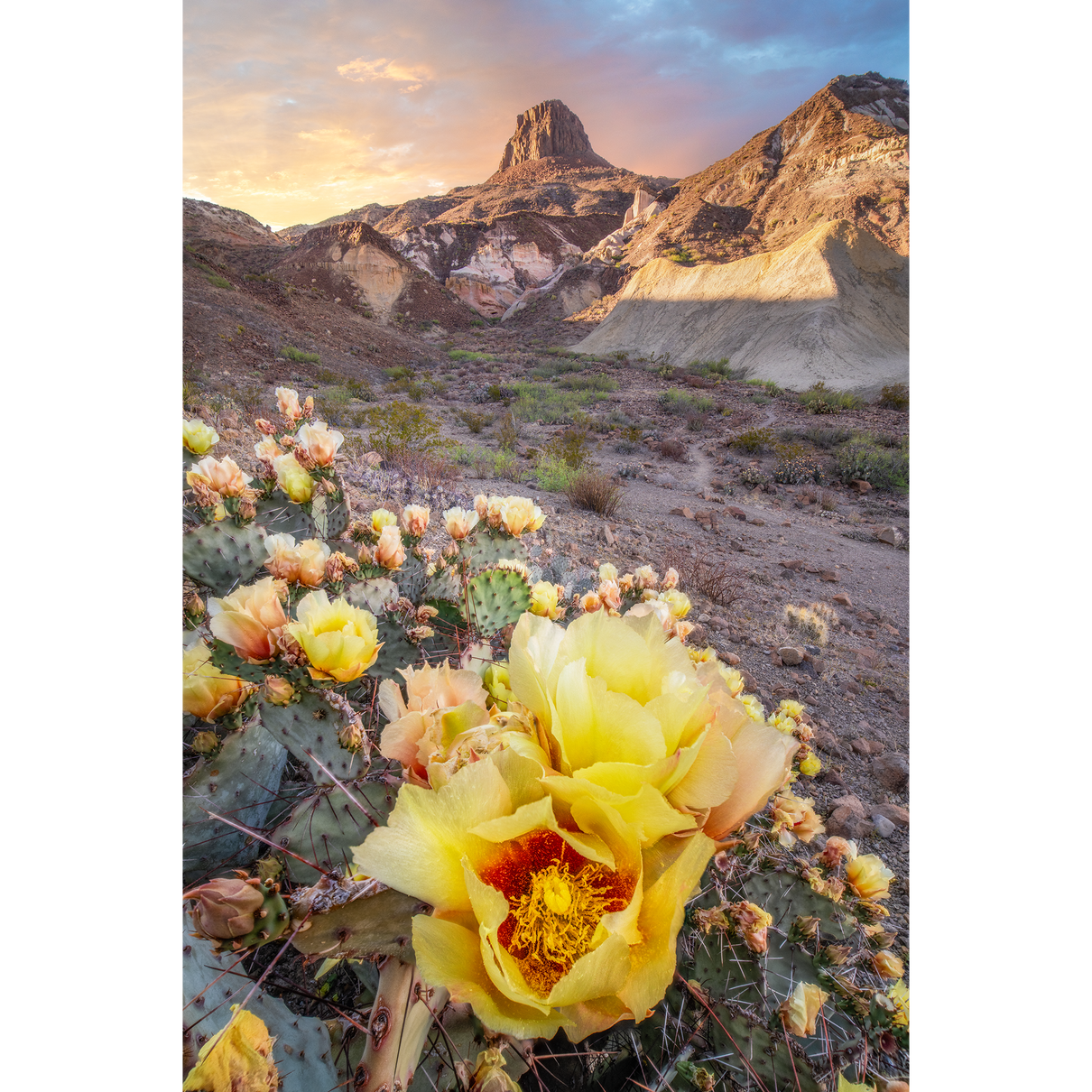 Prickly Pear at Sunset, Lajitas