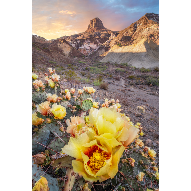 Prickly Pear at Sunset, Lajitas