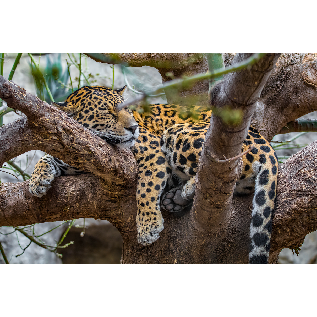 Resting Jaguar