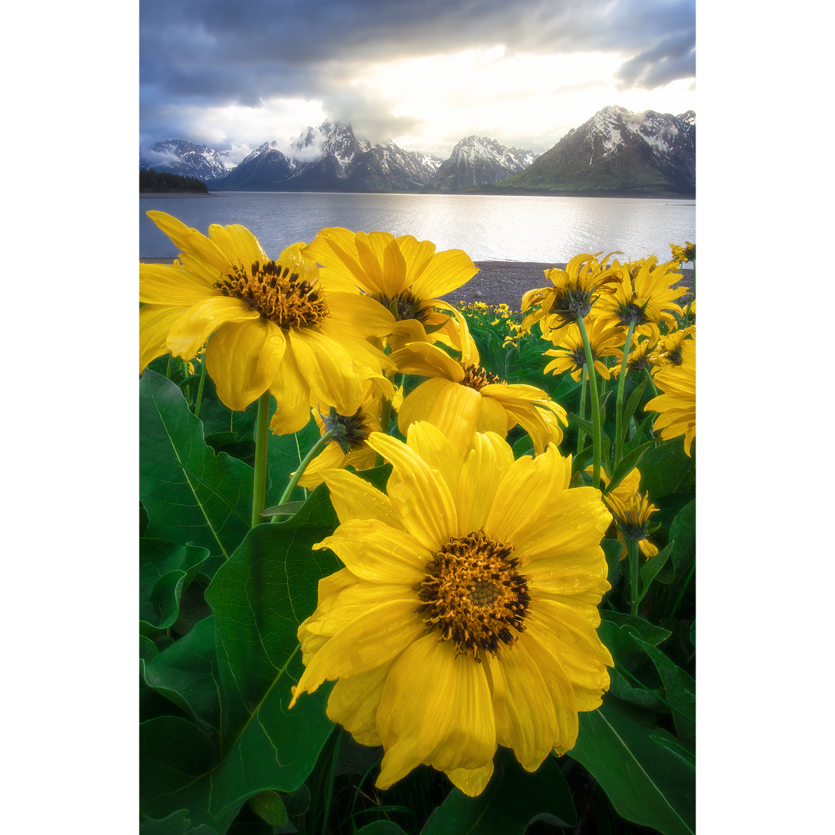 Tetons, at Last