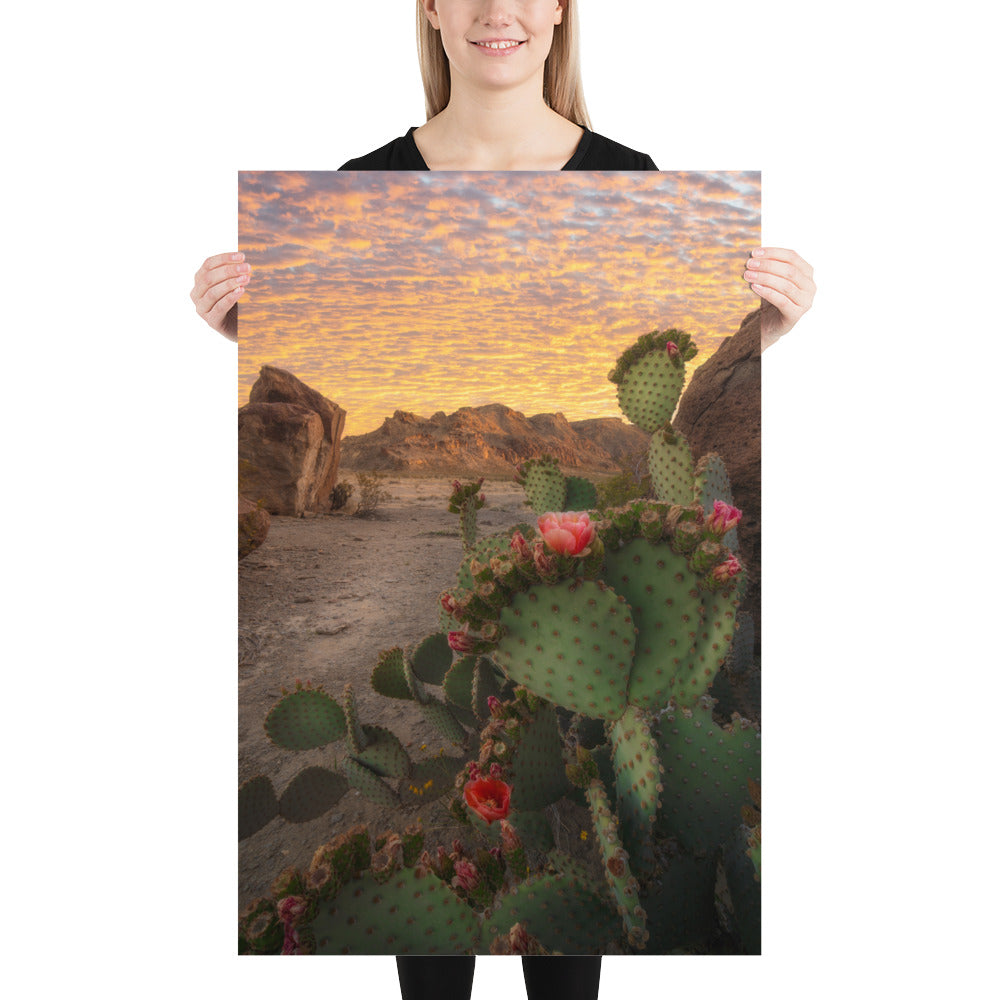 Big Bend Prickly Pear Matte