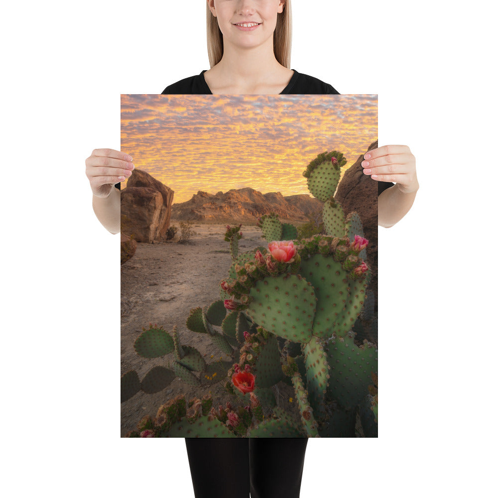 Big Bend Prickly Pear Luster