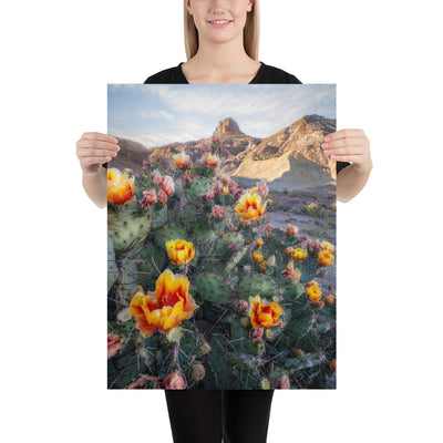 Lajitas Mesa Prickly Pear Luster