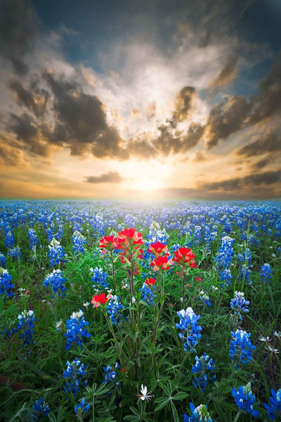 Hill Country Spring Photo Tour - April 3rd and 4th 2022