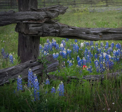 Hill Country Spring Photo Tour - April 3rd and 4th 2022