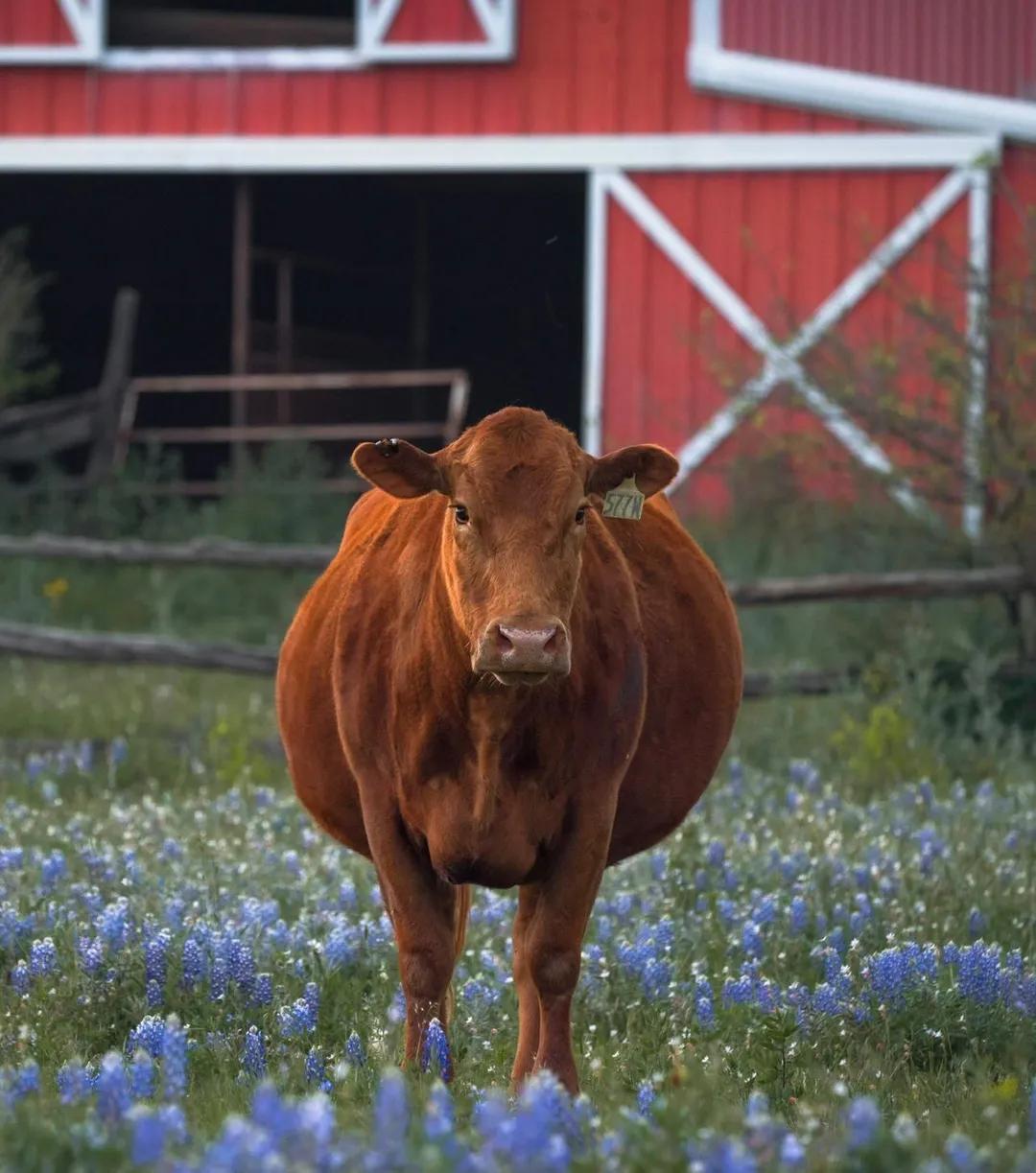 Hill Country Spring Photo Tour - April 3rd and 4th 2022