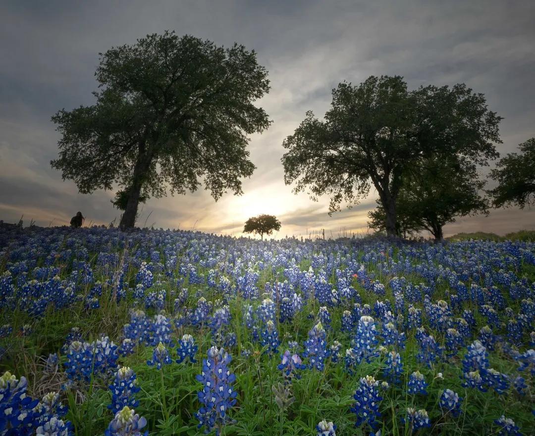 Hill Country Spring Photo Tour - April 3rd and 4th 2022
