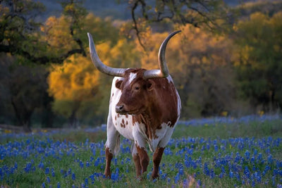 Hill Country Spring Photo Tour - April 3rd and 4th 2022