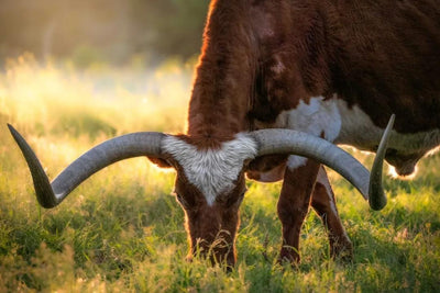 Hill Country Spring Photo Tour - April 3rd and 4th 2022