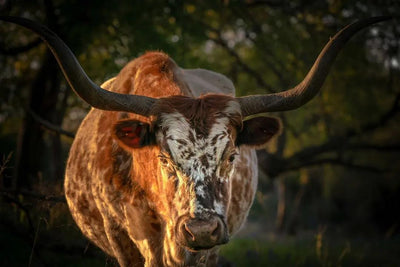Hill Country Spring Photo Tour - April 3rd and 4th 2022