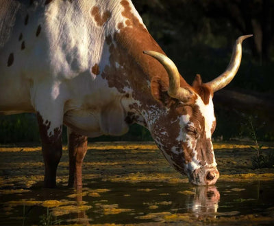 Hill Country Spring Photo Tour - April 3rd and 4th 2022