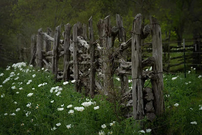 Hill Country Spring Photo Tour - April 3rd and 4th 2022