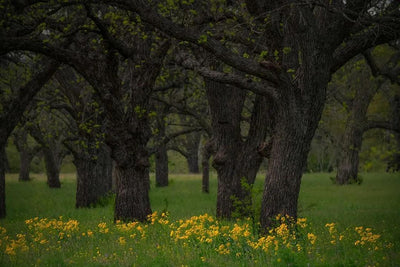 Hill Country Spring Photo Tour - April 3rd and 4th 2022