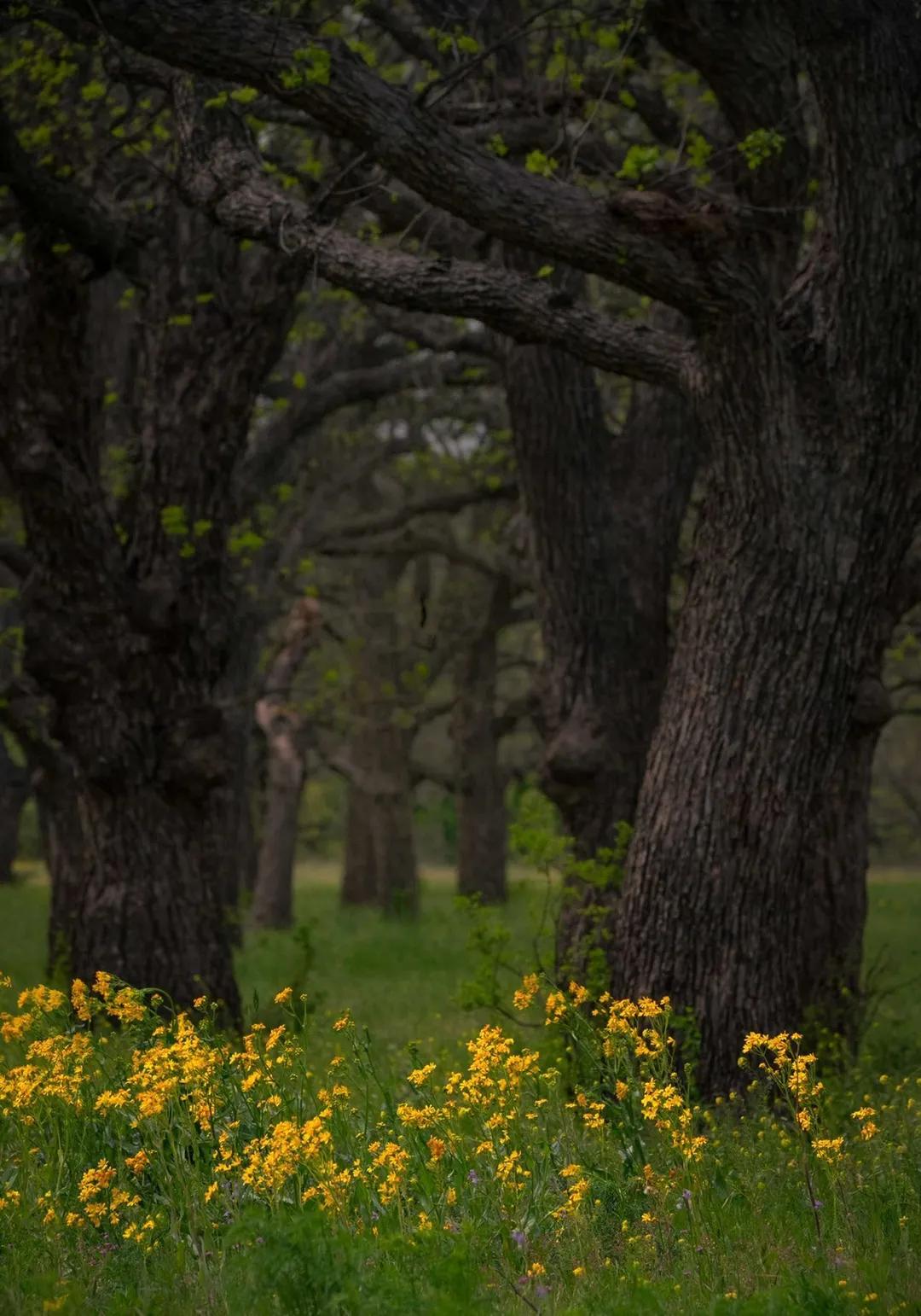 Hill Country Spring Photo Tour - April 3rd and 4th 2022