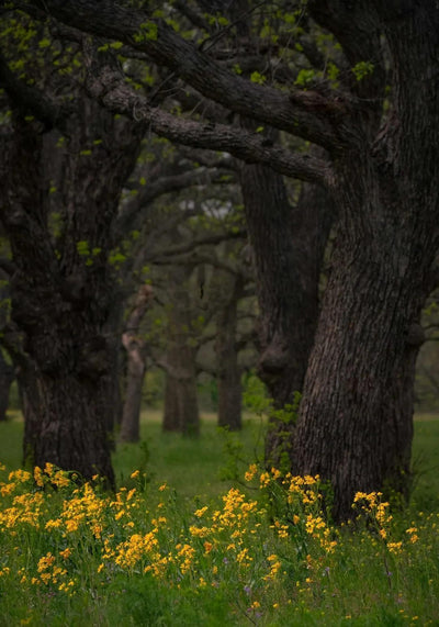 Hill Country Spring Photo Tour - April 3rd and 4th 2022
