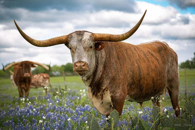 Hill Country Spring Photo Tour - April 3rd and 4th 2022