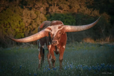 Hill Country Spring Photo Tour - April 3rd and 4th 2022