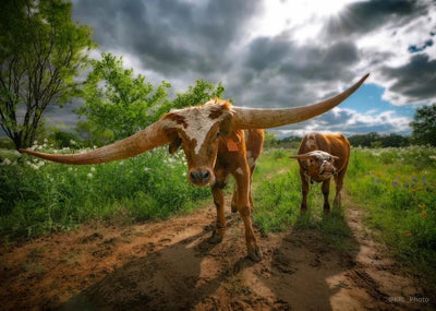 Hill Country Spring Photo Tour - April 3rd and 4th 2022