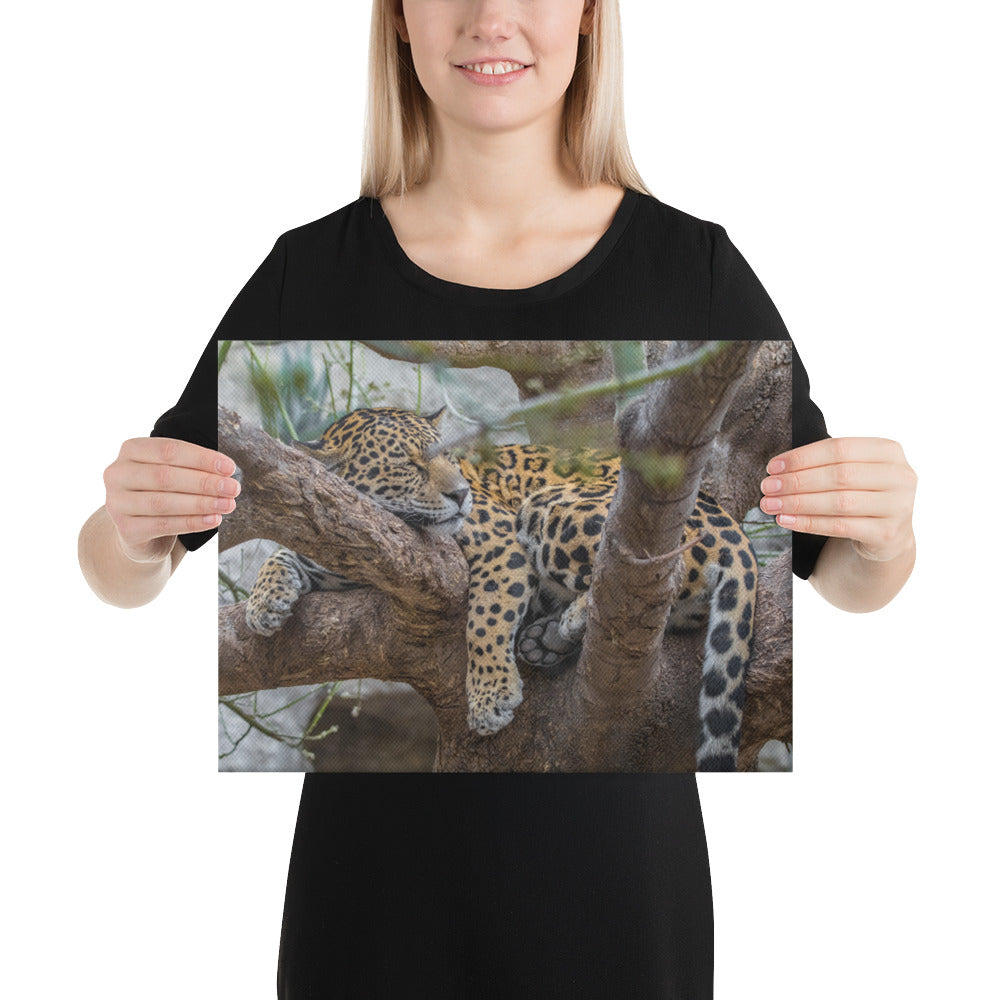 Sleepy Jaguar Canvas