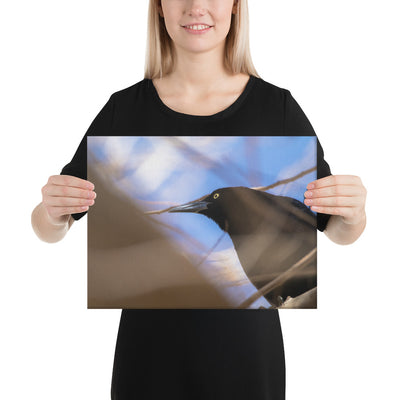 Perched Grackle Canvas