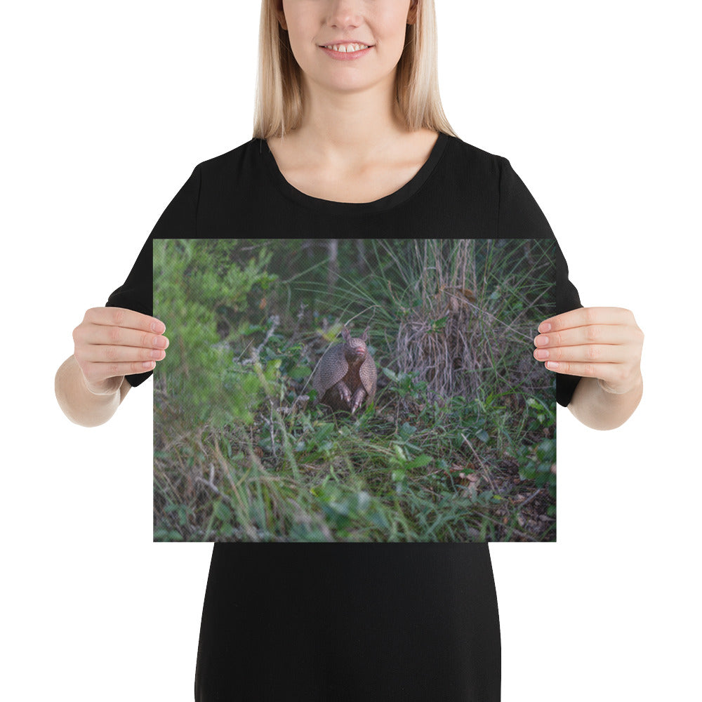 Hill Country Armadillo Canvas