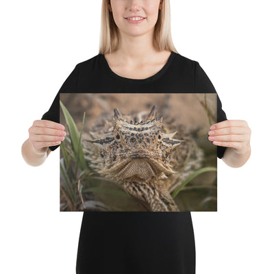 Texas Horned Lizard Stare Canvas