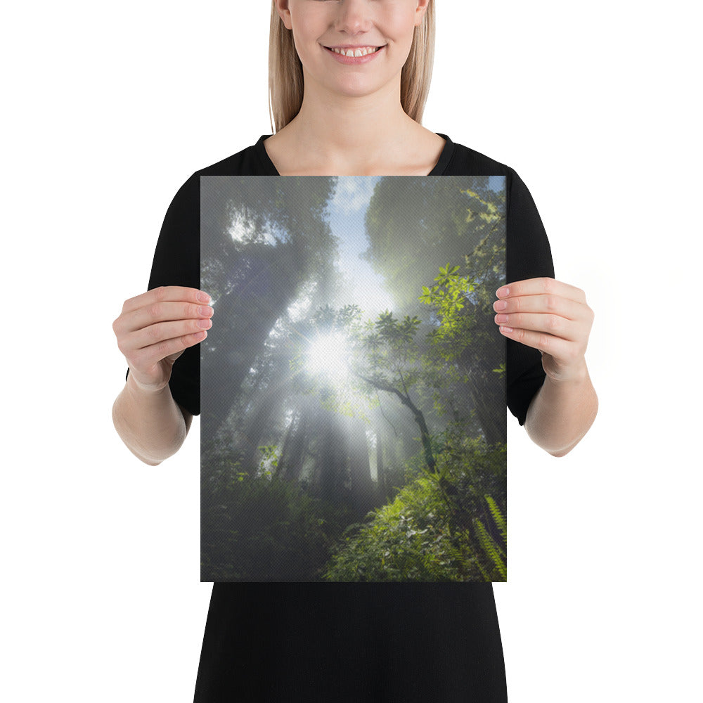 Redwoods Halo Canvas
