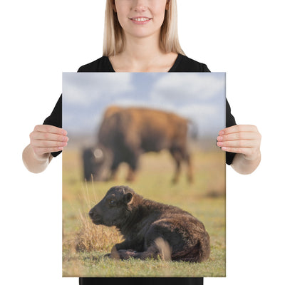 Caprock Canyons Bison Calf Canvas
