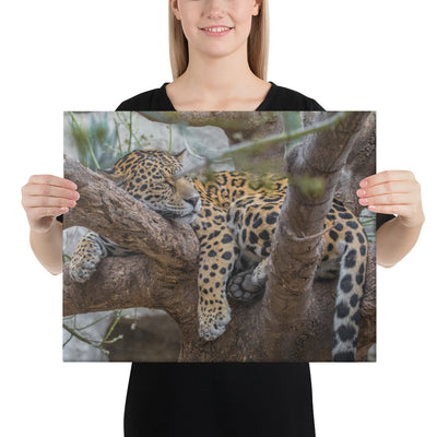 Sleepy Jaguar Canvas
