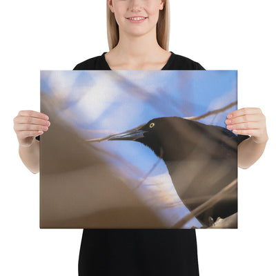 Perched Grackle Canvas