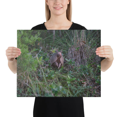 Hill Country Armadillo Canvas