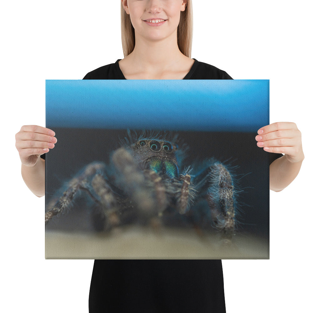 Jumping Spider Canvas