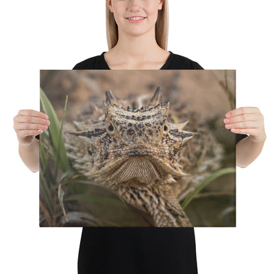 Texas Horned Lizard Stare Canvas