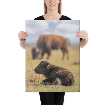 Caprock Canyons Bison Calf Canvas