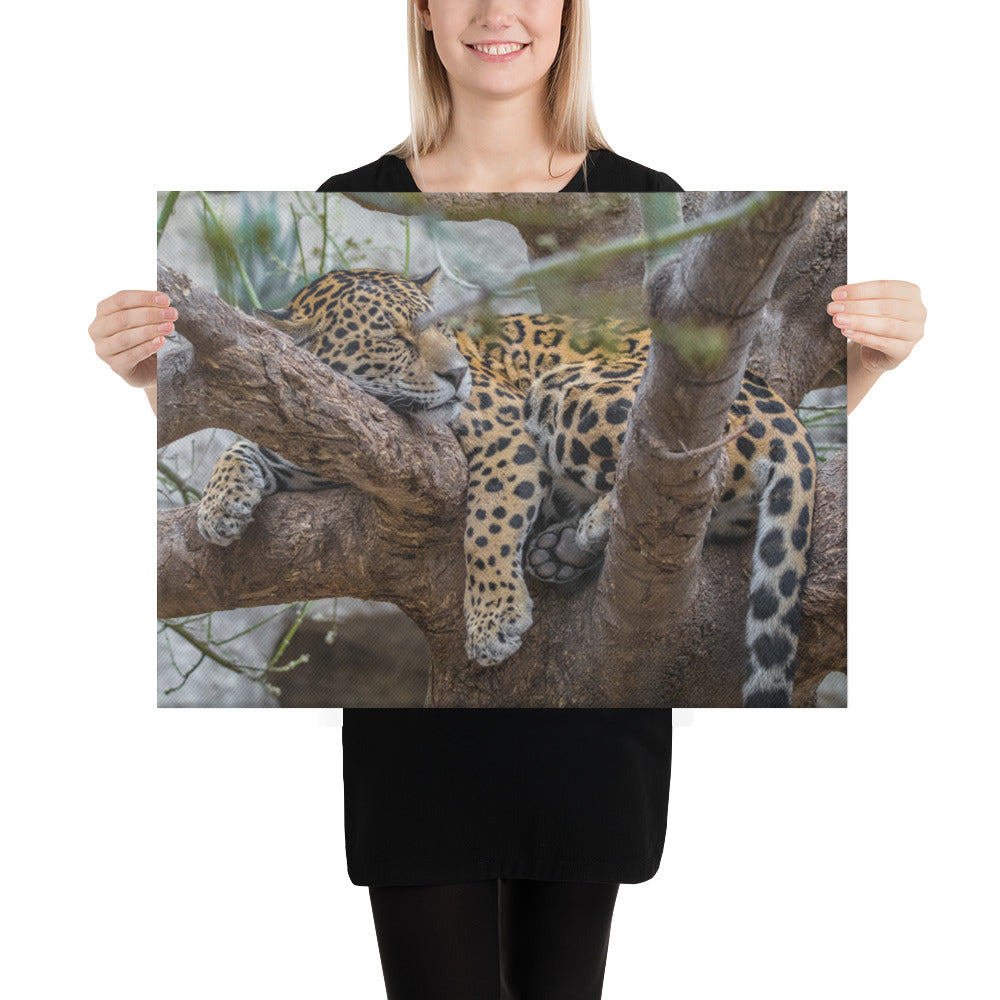 Sleepy Jaguar Canvas