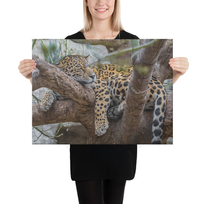 Sleepy Jaguar Canvas
