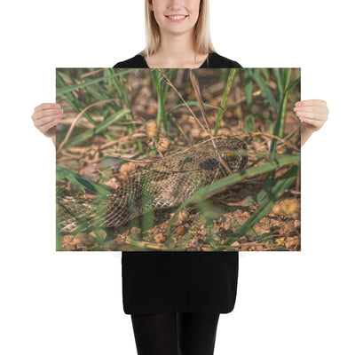 Caprock Canyons Rattlesnake Canvas