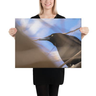 Perched Grackle Canvas