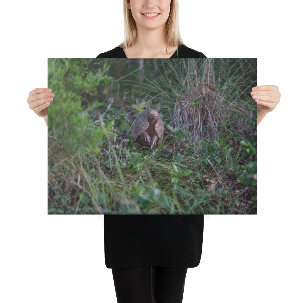 Hill Country Armadillo Canvas